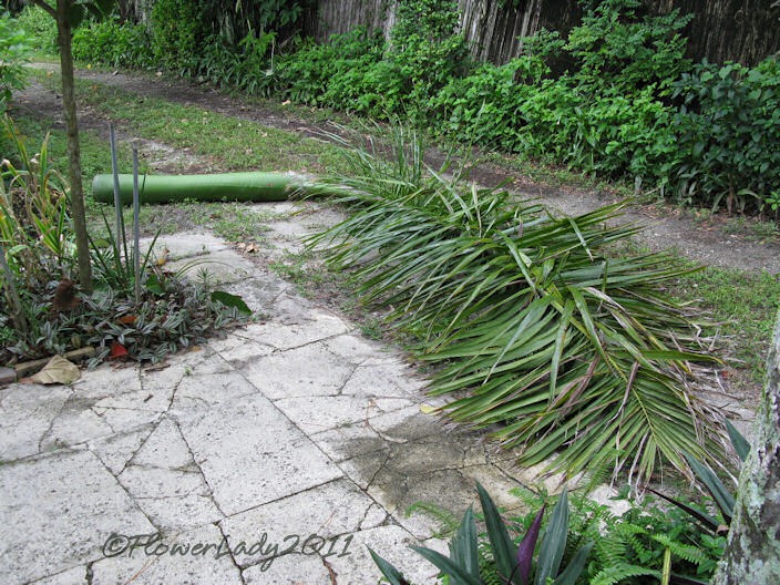 [10-30-palm2%255B5%255D.jpg]