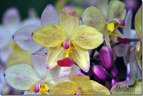 cr-orchid-0007