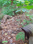 Hopefully this photo gives you an idea of just how long it is - look carefully and you can see that it ends way over on the green foliage to the back right. It's about 3 feet long!