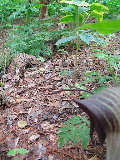 Hopefully this photo gives you an idea of just how long it is - look carefully and you can see that it ends way over on the green foliage to the back right. It's about 3 feet long!