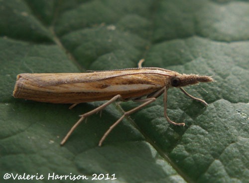 [Agriphila-tristella-22.jpg]