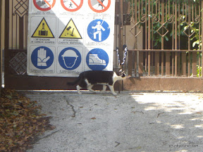 Cat in Como