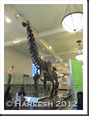 A dinosaur's fossil at AMNH
