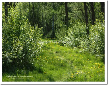 In the "Childrens Forest" there are lot of different trees and special plants and very cosy to take a walk in.