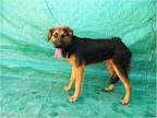 Gol. Macho 1.5 años. Asustadizo. Cariñoso y juguetón cuando se siente seguro