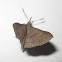 Speckled Renia