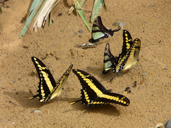 Eurytides serville serville GODART, 1824 et Papilio thoas cinyras MÉNÉTRIÉS, 1857. Rio Zongo (alt. 600 m). Bolivie, 27 janvier 2008. Photo : J. F. Christensen
