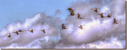 craneS cropped