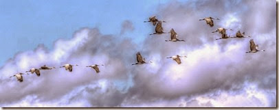 craneS cropped craneS cropped
