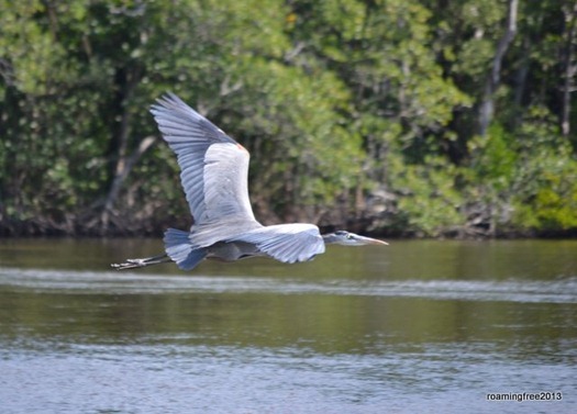 Great Blue Heron in flight!