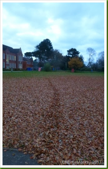 field of leaves