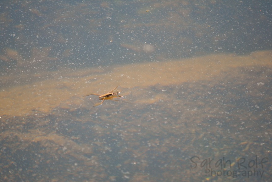 [water-strider%255B2%255D.jpg]