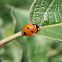 Ladybird