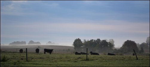 cows in the mist