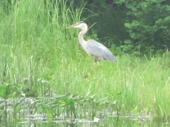 blue heron3