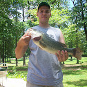 Largemouth Bass