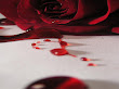 Bleeding Rose Wallpaper