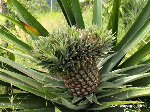 [pineapple_multiple_crowns2%255B7%255D.jpg]