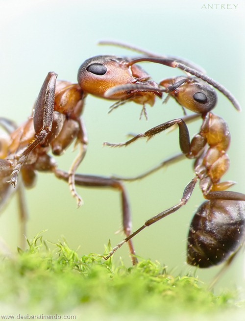 formigas inacreditaveis incriveis desbaratinando (62) formigas inacreditaveis incriveis desbaratinando (62)