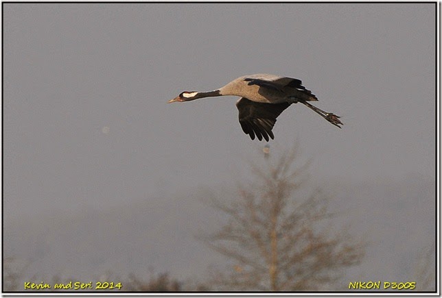 Slimbridge WWT - Autumnal scenes