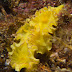 P7225739