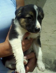 Perla (1)