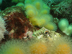 West Hurker: red-speckled blenny