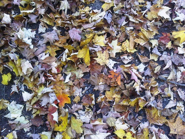 [IMG00246-20101010-1644%255B4%255D.jpg]