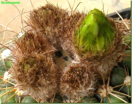 Parodia werneri Sin Notocactus ubelmannianus buds