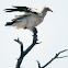 Egyptian Vulture