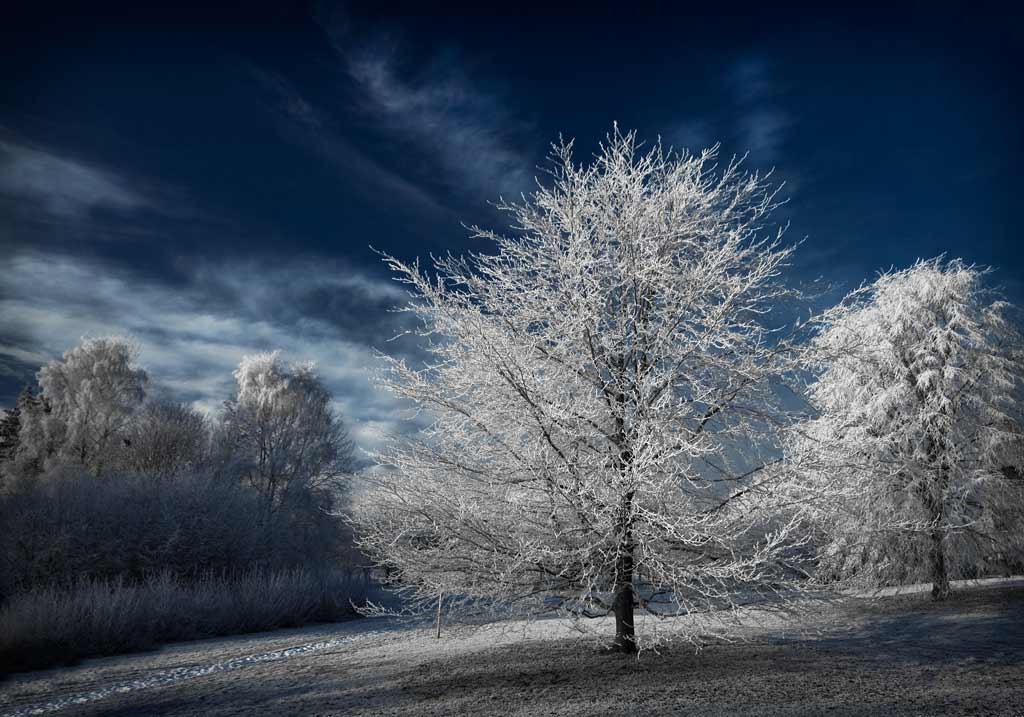 [Frosty-Trees%255B4%255D.jpg]