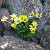 Doronicum%252520oblongifolium%25252c%252520aragats%25252c%2525202012.08.05