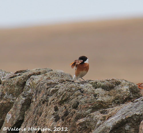 [54-stonechat-and-emperor%255B2%255D.jpg]