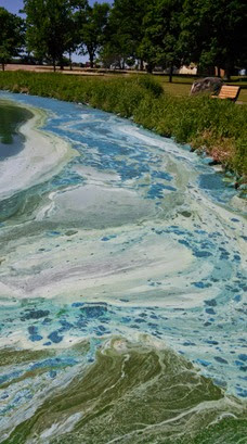 Derge Park Blue Algae