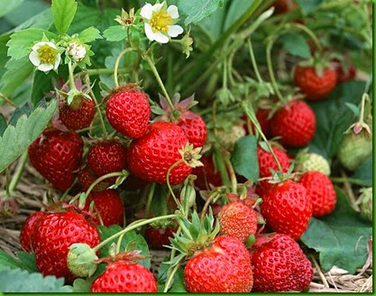 Morango Ornamental Morango Ornamental