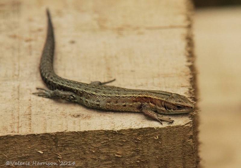 [21-common-lizard%255B2%255D.jpg]