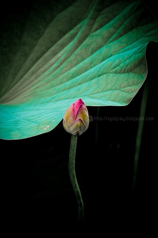 DSC_2535 DSC_2535