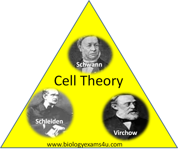 [cell%2520theory%255B8%255D.png]
