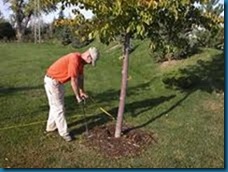 fertilize trees