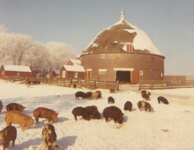 [Round%2520barn%2520and%2520pigs%255B2%255D.png]