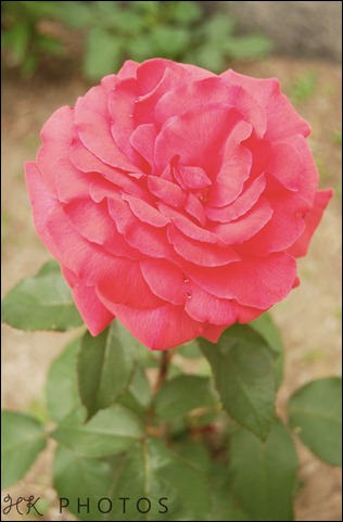 rosey 2
