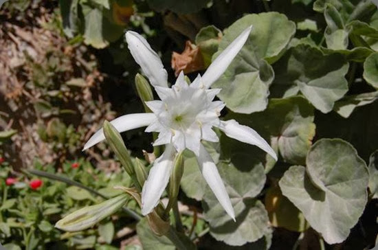 egadi flora