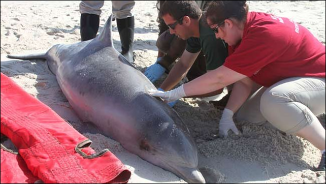 Biologists examine a dead dolphin. More than 1,000 migratory bottlenose dolphins have died from a measles-like virus along the Eastern Seaboard in 2013 and the epidemic shows no sign of stopping. Photo: James Sullivan / REUTERS
