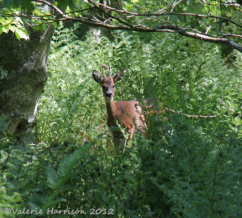 [51-Roe-Deer%255B2%255D.jpg]