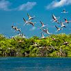 080906_241_Flamencos.jpg