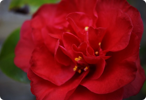 DSC06264 DSC06264