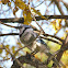 Blue Jay