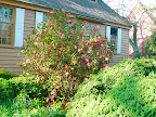 Sigh! A ravishing Camellia in peak bloom...