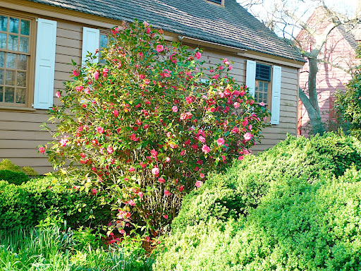 Sigh! A ravishing Camellia in peak bloom...