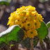 P3259145